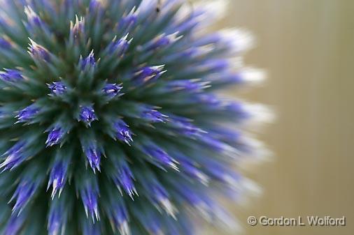 Blue Flower_51446.jpg - Photographed in Ottawa, Ontario, Canada.